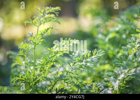 Germogli di carote verdi che crescono nel giardino Foto Stock