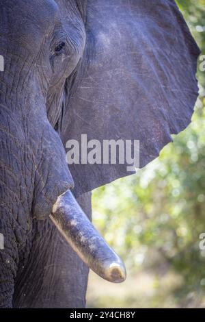 Elefante africano (Loxodonta africana) ritratto, dettaglio, primo piano, Manyeleti Game Reserve, Sudafrica, Africa Foto Stock