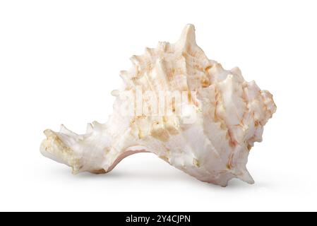 Bella conchiglia di mare isolato su uno sfondo bianco Foto Stock