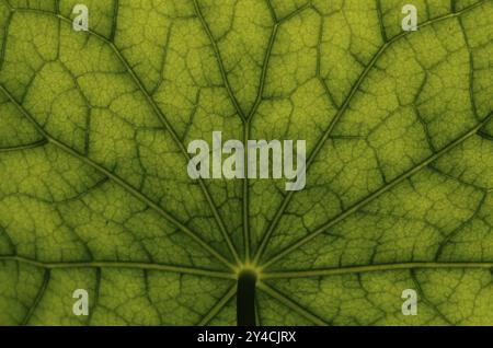 Vista dal basso della superficie delle foglie di un nasturtium - Foto Stock