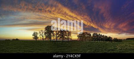 Panorama, fila di alberi all'avvicinarsi di una nuvola frontale Foto Stock