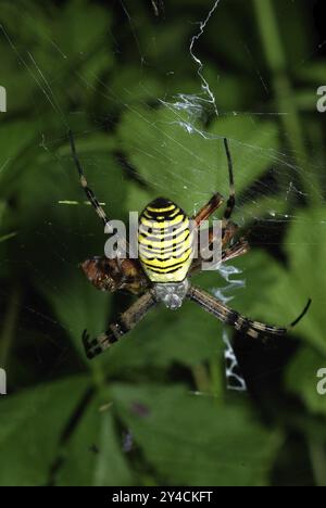 Ragno WASP con cavalletta a spirale come preda Foto Stock