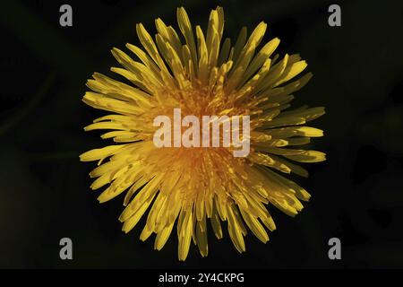 Vista dall'alto di un fiore di dente di leone Foto Stock