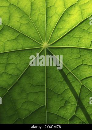 Superficie fogliare, struttura di un nasturzio Foto Stock