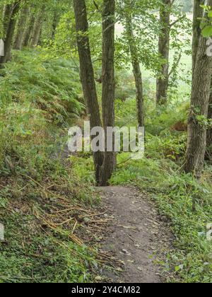 Uno stretto sentiero conduce attraverso una fitta foresta verde, vreden, muensterland, germania Foto Stock