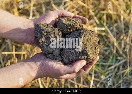 Suolo nelle mani primo piano su uno sfondo di grano di semola Foto Stock