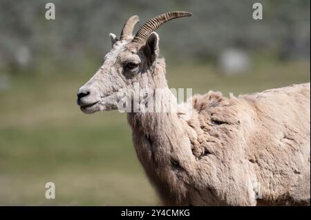 Ritratto di una pecora Big Horn nel parco nazionale di Yellowstone. Foto Stock