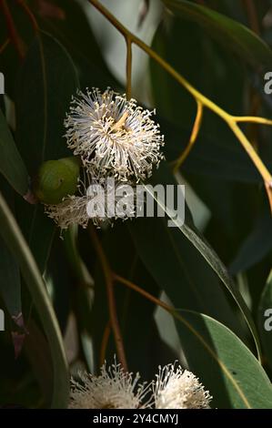 Una fioritura di Gum che sgattaiola dal suo ramo Foto Stock