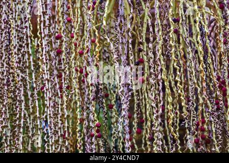 Frutto della palma di Bangalow, Archontophoenix cunninghamiana, Australia, Oceania Foto Stock