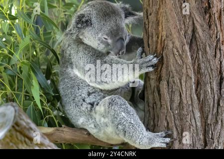 Orso di koala australiano in un albero di eucalipto nel Queensland Foto Stock