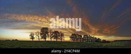 Panorama, fila di alberi all'avvicinarsi di una nuvola frontale Foto Stock