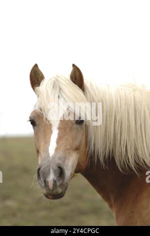 Hafling mare in ritratto Foto Stock