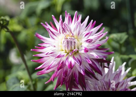 Semicactus dahlia "Sorbet" Foto Stock