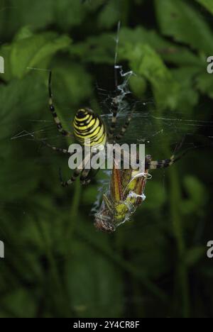 Ragno WASP con cavalletta a spirale come preda Foto Stock