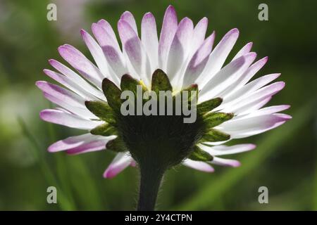 Vista dal basso a margherita Foto Stock