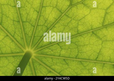 Vista dal basso della superficie delle foglie di un nasturtium Foto Stock