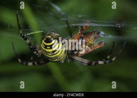 Ragno WASP con cavalletta a spirale come preda Foto Stock