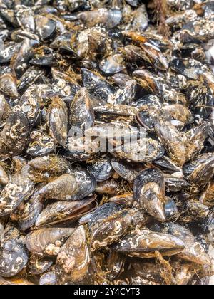 Mucchio di cozze fresche al mercato locale del pesce, Murci, Spagna Foto Stock