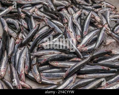 Sardine fresche offerte al mercato del pesce, Murci, Spagna Foto Stock