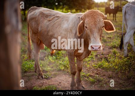 Una mucca marrone solitaria sorge in un campo erboso, bagnata dal caldo bagliore del sole che tramonta. Il suo rivestimento è leggermente intemprato e i suoi occhi sono gentili. Foto Stock