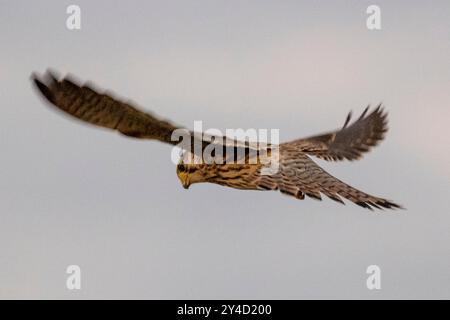 Londra, Regno Unito. 17 settembre 2024. Meteo nel Regno Unito - uno dei numerosi kestrels (falco tinnunculus) visto sorvolare i campi di Northala vicino a Northolt, a ovest di Londra, mentre aspettava l'apparizione della Harvest Moon che si innalzava sui grattacieli della capitale. Le nuvole basse oscuravano qualsiasi vista della luna. Le previsioni sono per domani condizioni più chiare. Crediti: Stephen Chung / Alamy Live News Foto Stock