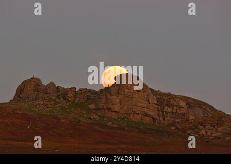 Dartmoor, Devon, Regno Unito. 17 settembre 2024. Full Harvest Supermoon risplende su Hay Tor a Dartmoor, Devon, Regno Unito. La Luna piena di settembre è spesso chiamata la Luna del raccolto a causa della sua associazione con i raccolti autunnali nell'emisfero settentrionale. Crediti: Nidpor/Alamy Live News Foto Stock