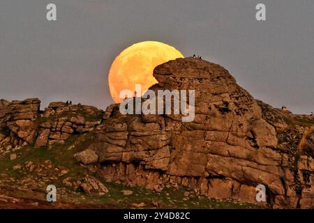 Dartmoor, Devon, Regno Unito. 17 settembre 2024. Full Harvest Supermoon risplende su Hay Tor a Dartmoor, Devon, Regno Unito. La Luna piena di settembre è spesso chiamata la Luna del raccolto a causa della sua associazione con i raccolti autunnali nell'emisfero settentrionale. Crediti: Nidpor/Alamy Live News Foto Stock