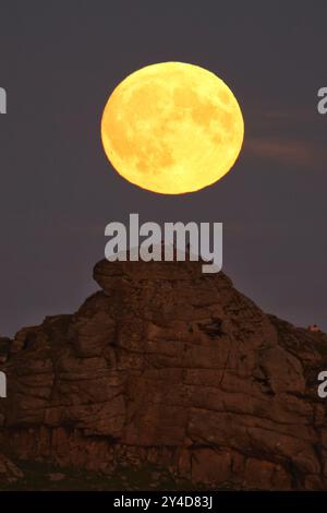 Dartmoor, Devon, Regno Unito. 17 settembre 2024. Full Harvest Supermoon risplende su Hay Tor a Dartmoor, Devon, Regno Unito. La Luna piena di settembre è spesso chiamata la Luna del raccolto a causa della sua associazione con i raccolti autunnali nell'emisfero settentrionale. Crediti: Nidpor/Alamy Live News Foto Stock