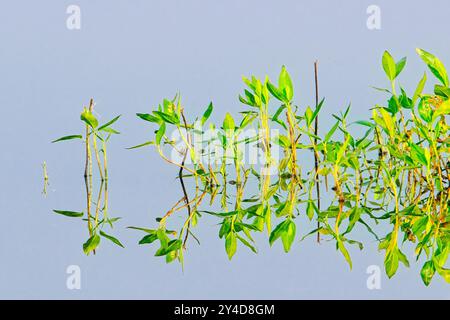 Una foto astratta di piante in acque calme che gettano specchi come riflessi vicino a Liberty Lake, Washington. Foto Stock