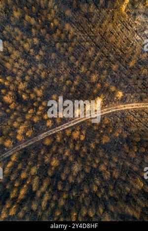 vista aerea di una foresta di pini bruciata da un incendio e da una pista sterrata con un drone zenithal Foto Stock