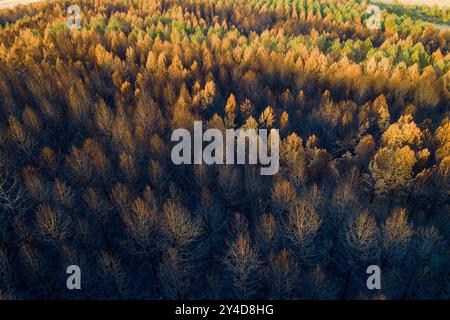 foresta di pini dopo un incendio nella foresta, vista aerea con drone. Disastro ecologico Foto Stock