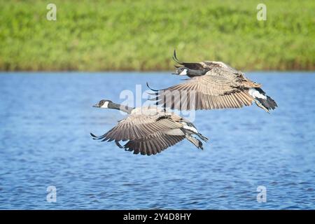 Due oche canadesi scendono dall'aria e si preparano a sbarcare in acqua vicino a Liberty Lake, Washington. Foto Stock