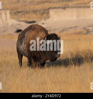 Un bufalo è in piedi in un campo di erba alta. Il bufalo è marrone e ha un grande corno sulla testa. Il campo è asciutto e arido, senza alberi o o Foto Stock