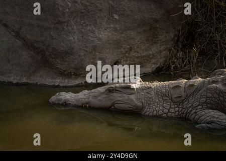 Il coccodrillo del Nilo si trova sulla riva del fiume. Dettaglio dell'enorme coccodrillo. Safari nel parco nazionale Kruger. Foto Stock