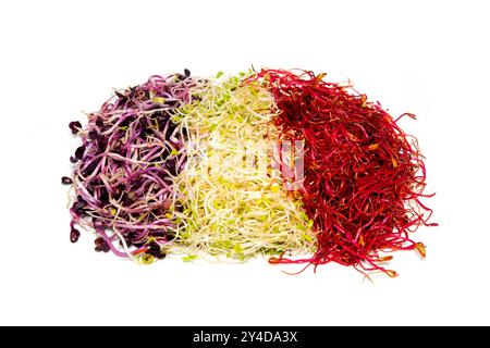 Un mix di erba medica (Medicago sativa), barbabietola rossa (Beta vulgaris) e ravanello rosso (Raphanus sativus) germogli su sfondo bianco Foto Stock