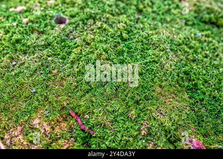 Un denso tappeto di Leucobryum glaucum, comunemente noto come White Cushion Moss, che si trova nelle foreste di Cameron Highlands, Malesia Foto Stock