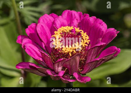 Primo piano di un brillante fiore rosa che mostra intricati stami gialli, circondati da foglie di verde intenso, che esemplificano la bellezza naturale Foto Stock