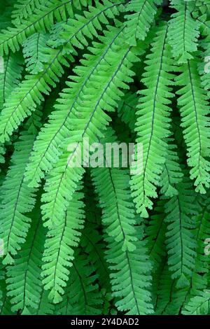 Felce di maidenhair occidentale (Adiantum aleuticum); Olympic National Park, Washington. Foto Stock