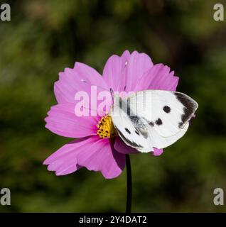 Femmina grande White Cabbage Butterfly Pieris brassicae su Pink Cosmos Daisy Foto Stock