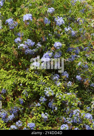 Blue Plumbago, Cape Leadwort, Cape Plumbago o Skyflower, Plumbago auriculata (Plumbago capensis), Plumbaginaceae. Sudafrica. Foto Stock