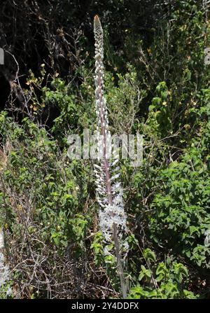 Maritime Squill, Sea Squill, Squill o Sea Onion, Drimia maritima (syn. Urginea maritima), Asparagaceae. Europa, Asia occidentale e Africa settentrionale. Foto Stock