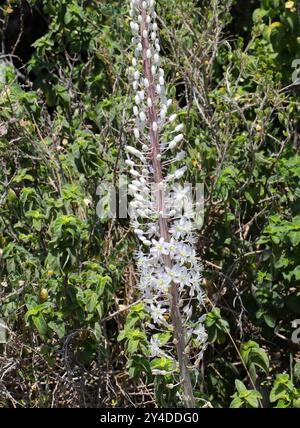 Maritime Squill, Sea Squill, Squill o Sea Onion, Drimia maritima (syn. Urginea maritima), Asparagaceae. Europa, Asia occidentale e Africa settentrionale. Foto Stock