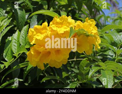 Trumpetbush giallo, Yellow Bells, Yellow Elder o Ginger Thomas, Tecoma stans, Bignoniaceae. Originaria delle Americhe tropicali. Foto Stock