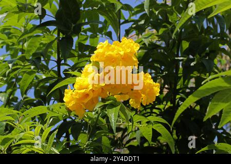 Trumpetbush giallo, Yellow Bells, Yellow Elder o Ginger Thomas, Tecoma stans, Bignoniaceae. Originaria delle Americhe tropicali. Foto Stock