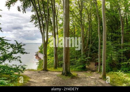 Der Hochuferwanderweg von Baabe über Sellin nach Binz, durch dichten Buchenwald, entlang der Steilküste, mit vielen Blicken auf die Ostsee, hier der Abschnitt kurz hinter Sellin auf dem Weg nach Binz, Meclemburgo-Vorpommern, Deutschland Hochuferweg Rügen Rügen Foto Stock