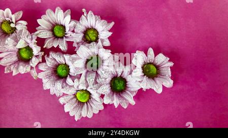 Piccoli fiori bianchi di crisantemo galleggiano nell'acqua. Le gocce di pioggia cadono sui fiori di crisantemo su sfondo viola. Concetto di spa, benessere, self-service Foto Stock