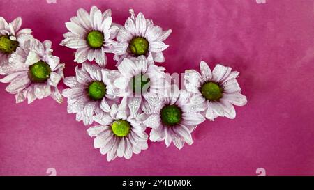 Piccoli fiori bianchi di crisantemo galleggiano nell'acqua. Le gocce di pioggia cadono sui fiori di crisantemo su sfondo viola. Concetto di spa, benessere, self-service Foto Stock