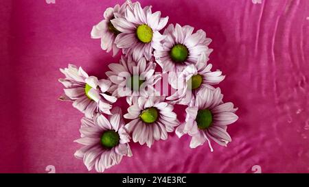 Piccoli fiori di crisantemo galleggiano nell'acqua. Fiori di crisantemo bianco che galleggiano nell'acqua su sfondo viola. Concetto di matrimonio, amore, romanticismo Foto Stock