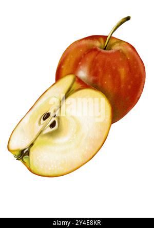 Composizione con mela rossa e fetta di mela. La mela è tagliata. La polpa di mele è visibile. semi di mela. Frutta matura e succosa. Illustrazione acquerello. Foto Stock