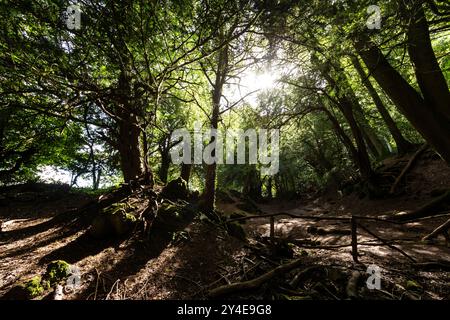 Puzzlewood nella foresta di Dean, Gloucestershire. Una foresta pluviale temperata. Foto Stock